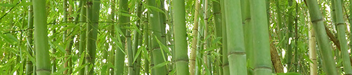 workshop bamboo isia firenze workshop bamboo isia firenze