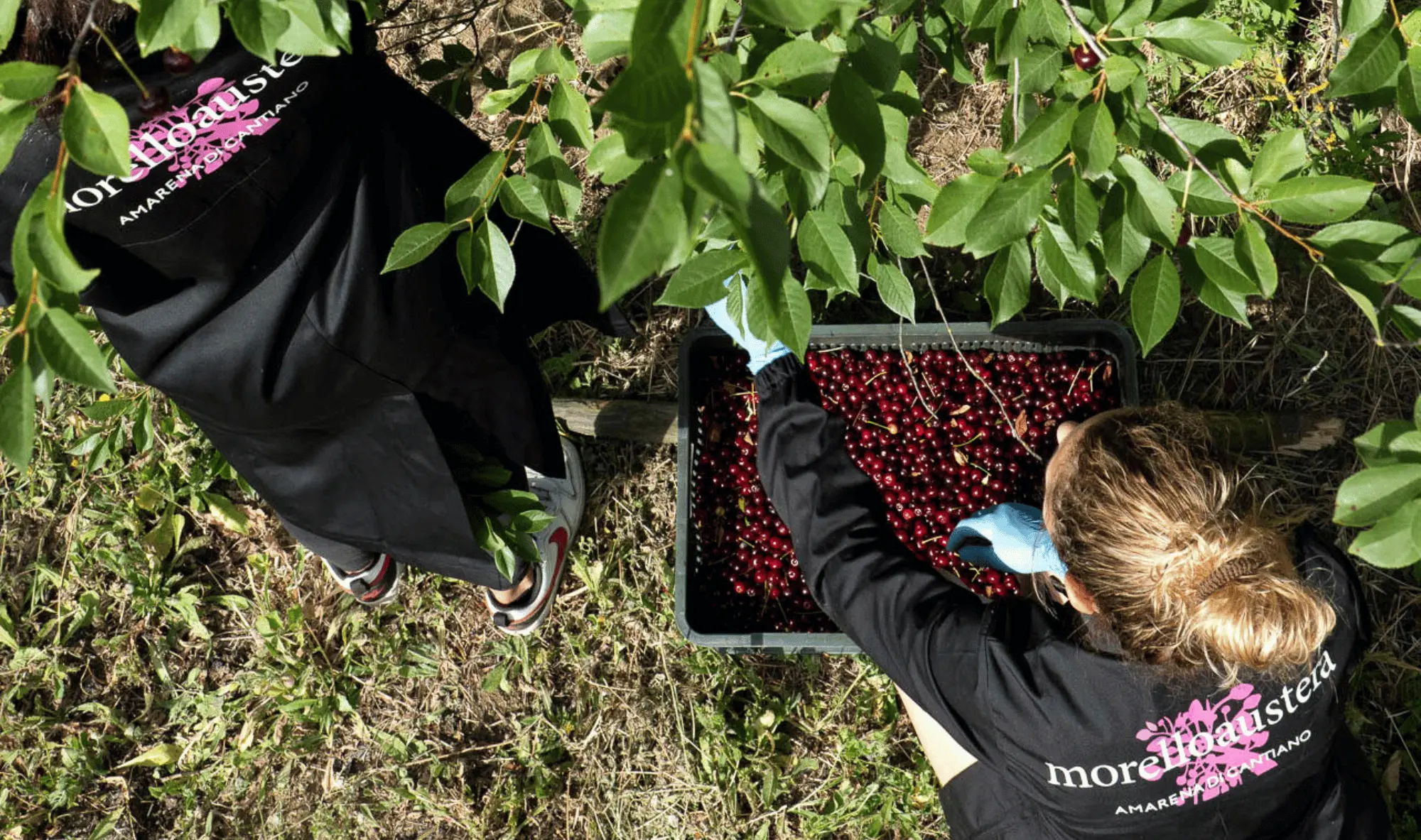 Raccolta di amarene da parte di lavoratori in giardino, vista dall'alto, con cesto pieno di frutta rossa.