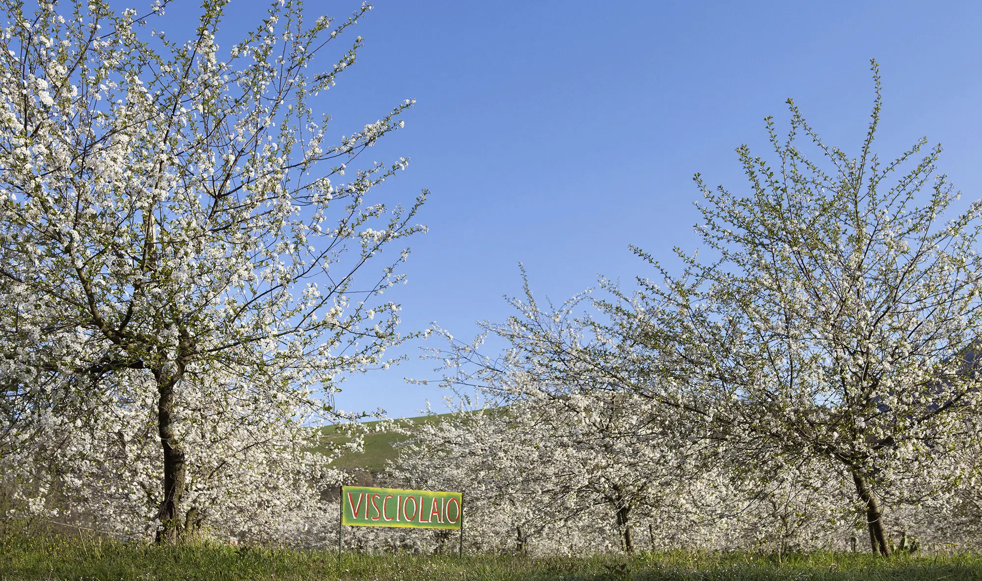 Alberi di ciliegio in fiore sotto un cielo blu, con un cartello Visciolaio.