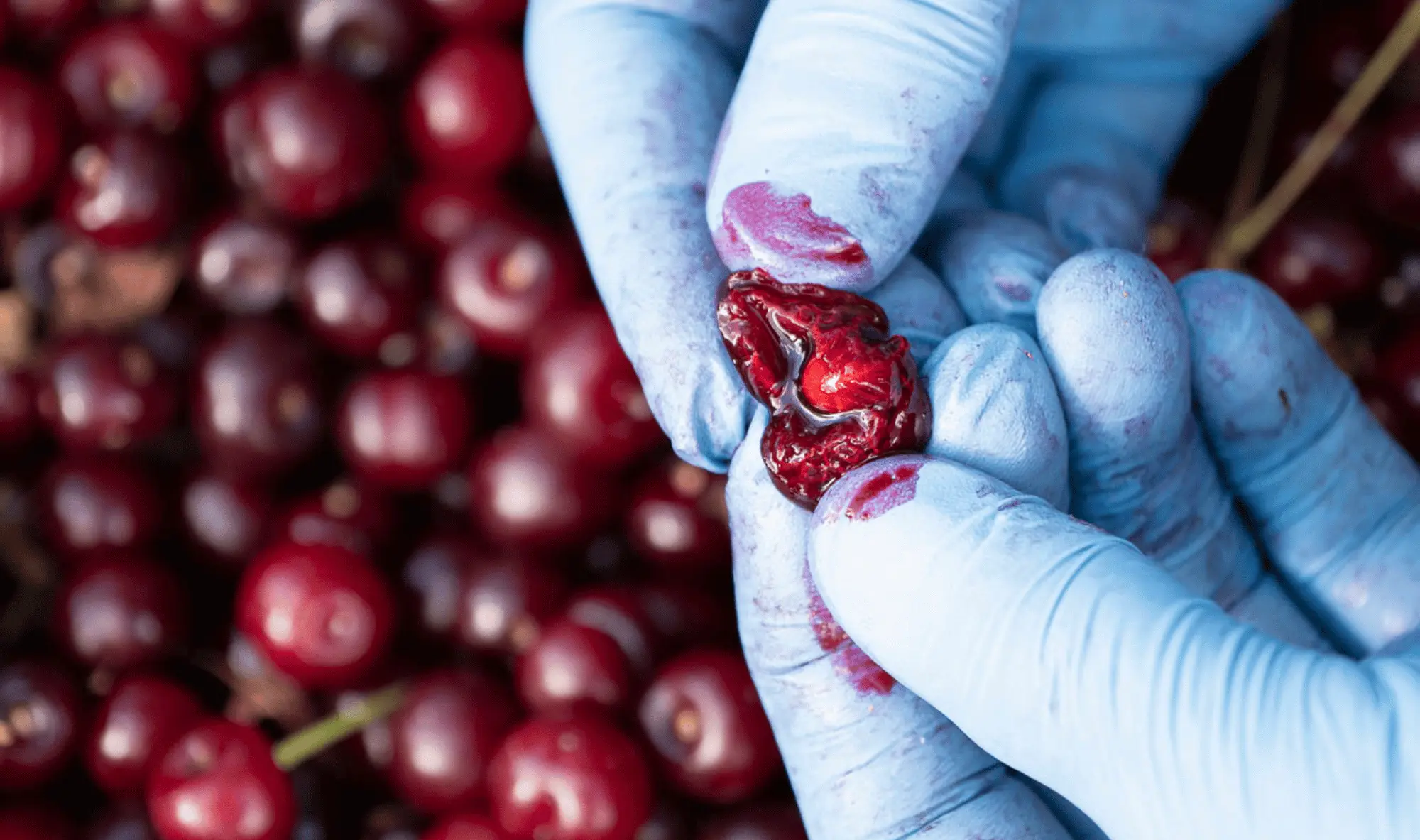 Mani guantate di blu aprono ciliegia matura con polpa rossa, altre ciliegie sfocate sullo sfondo.